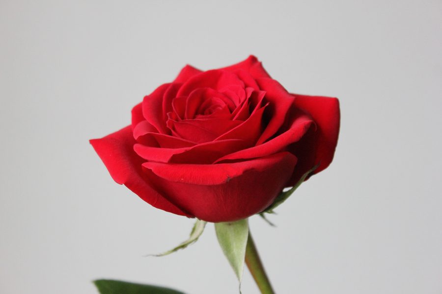 Singola rosa rossa