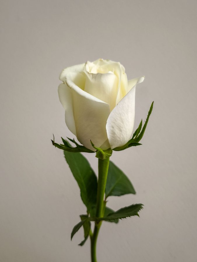 Singola rosa bianca