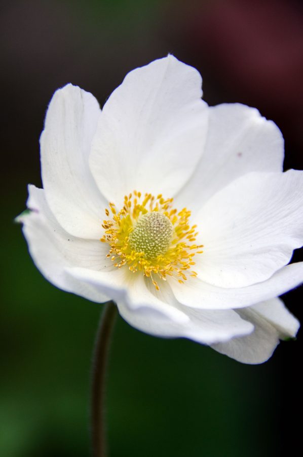 Fiore singolo bianco
